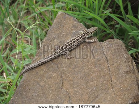 The lizard lays on the rock and basking in the sun
