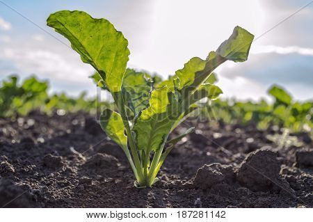 Young sugar beet plant in field selective focus.