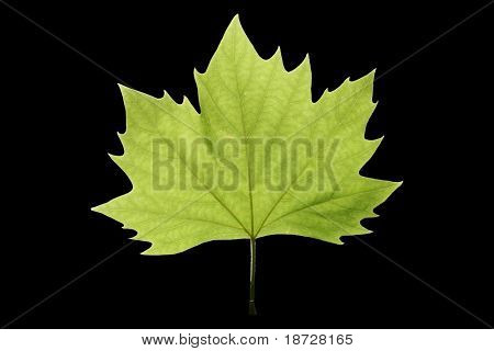 foglia verde isolato con sfondo nero