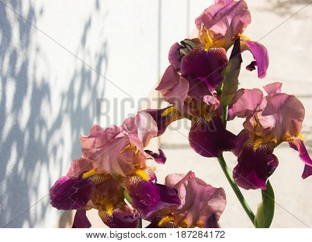 Close-up of a flower of bearded iris (Iris germanica). Flower bed of irises. Iridarius