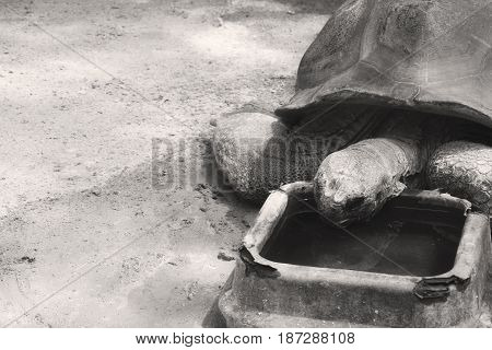 A Black And White Aldabra Tortoise Eating In A Zoo