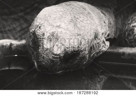 A Black And White Aldabra Tortoise Eating In A Zoo