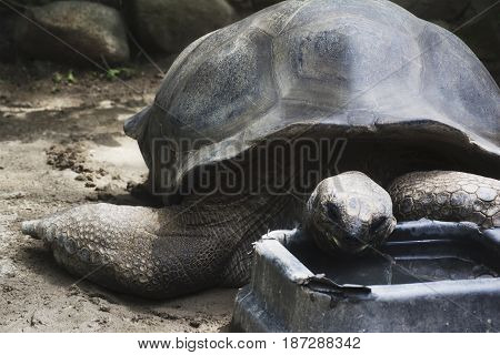 An Aldabra Tortoise Eating In A Zoo