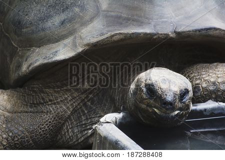 An Aldabra Tortoise Eating In A Zoo