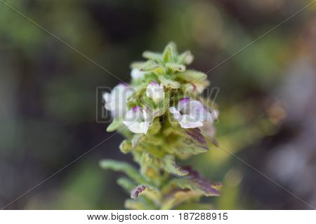 Macro photo of a Belardia flower (Bartsia trixago).
