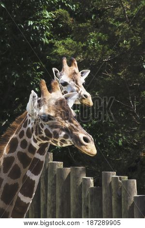 A photo of a group of giraffes in a zoo