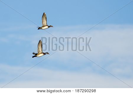 Pair of Wood Ducks Flying in a Blue Sky