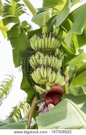 Raw Banana fruit with banana leaves in nature