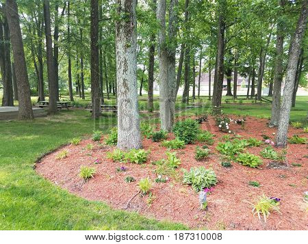 tall trees with grasses, flowers, and mulch