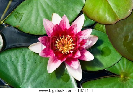 Waterlily