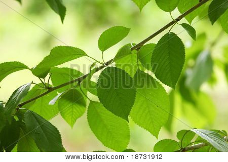 Foglie