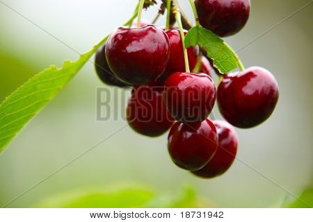 Připravena k vyzvednutí červené cherry