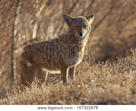 Coyote In Deep Brush At Bosque Del Apache In New Mexico