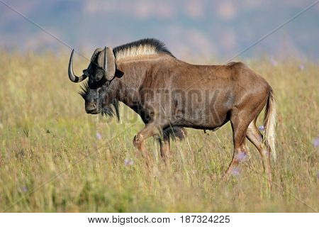 Male black wildebeest (Connochaetes gnou) in grassland, South Africa