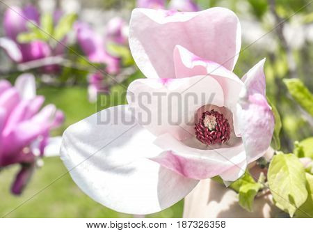 Tree And Magnolia Flowers Closeup