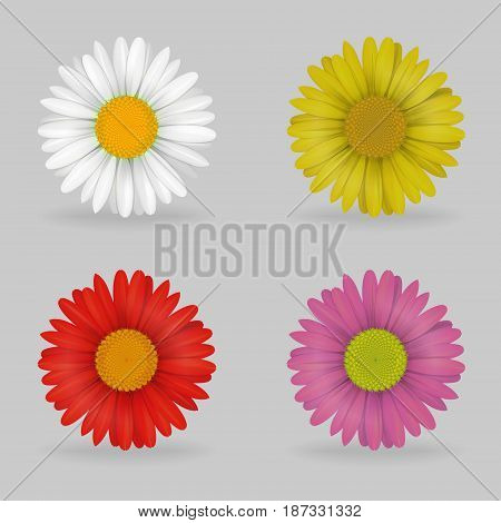A collection of vibrant multi color lovely daisy chammomile flowers. Realistic close-up look, detailed petals, 4 colour variations.