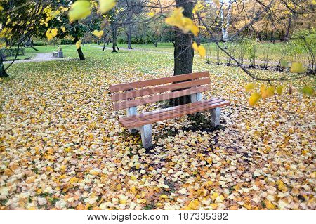 A lonely bench in the autumn park of Sosnovka, St. Petersburg. Soft focus