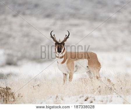 Male Pronghorn in grass and white snow