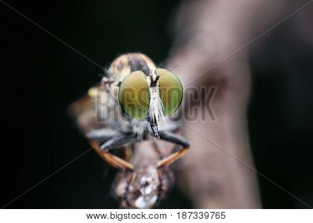 Close up Robber fly or Asilidae on branch