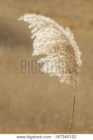 Feathergrass