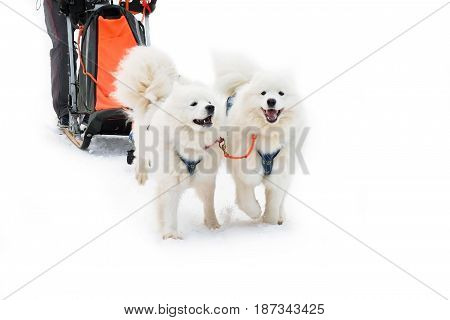 Team of sled breed Samoyeds. Workers siberian dogs of the North to championship. Sports laika animals in the winter.