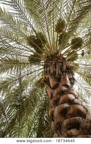 Datoer palm tree