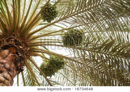 Datoer palm tree