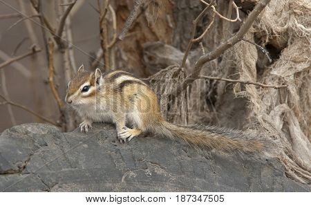 Siberian Chipmunk On Log In The Forest With Branches