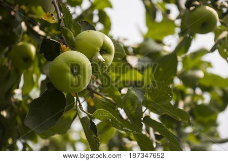 Green fruit apples ripening on the branch of tree. Summer