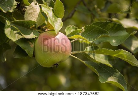 Green fruit apples with a bit of pink ripening on the branch of tree. Summer