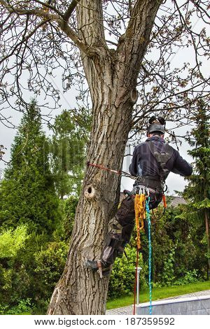 Arborist using a chainsaw to cut a walnut tree. Lumberjack with saw and harness pruning a tree
