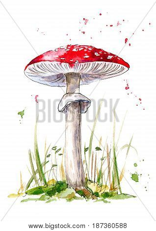 Postcard with amanita mushroom.Agaric and grass. Forest botanical picture. Watercolor hand drawn illustration.