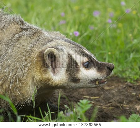 American Badger