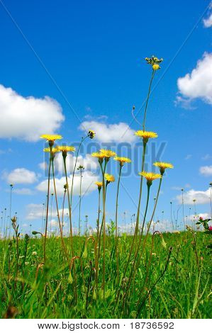 blomma Asteraceae Crepis conyzifolia