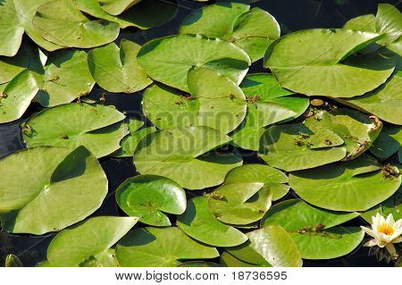 veden kasvi kukka - Nymphaeaceae Nymphaea alba