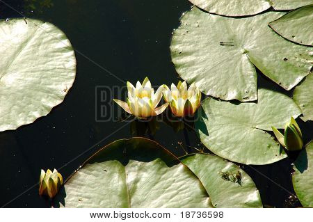 veden kasvi kukka - Nymphaeaceae Nymphaea alba