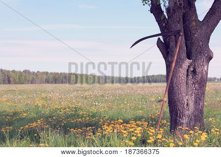 Vintage retro hand tool for mowing grass stands in the shade of a tree against a background of a large meadow / Time for haymaking