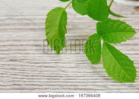 Sprout of a young walnut on wooden background