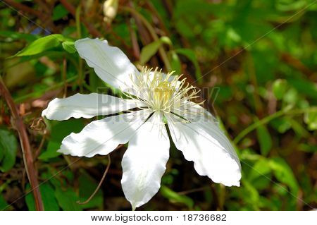 ดอกไม้สีขาว climatis