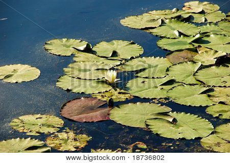 veden kasvi kukka - Nymphaeaceae Nymphaea alba