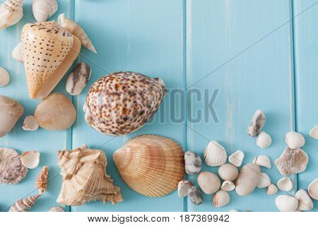 Seashells on blue wood, sea vacation background top view with copy space on wooden planks