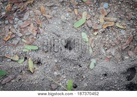 Ground with ants excavate nests, ant nest.