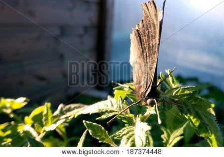 Butterfly brown is basking on green leaves on a sunny day background blurred close-up