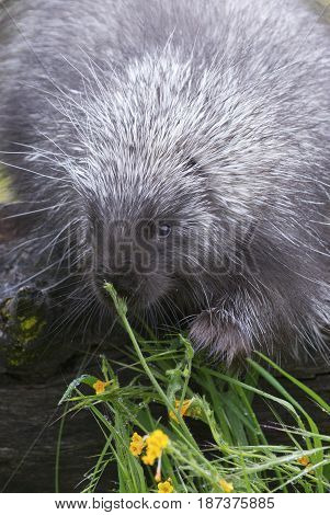 Porcupine