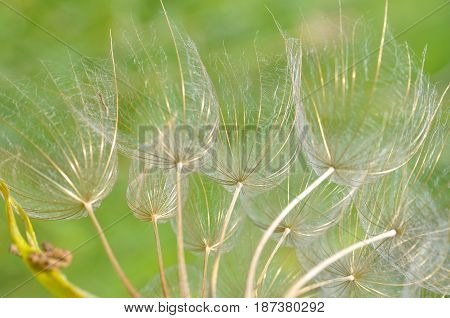 Yellow salsify flower seeds. Western salsify or big dandelion flower
