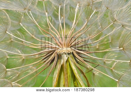Yellow salsify flower seeds. Western salsify or big dandelion flower