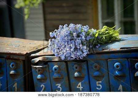 Old mailboxes and wild blue flowers. Flowers Myosotis are called forget-me-not or scorpion grasses.