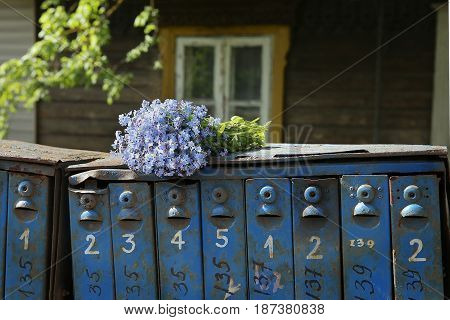 Old mailboxes and wild blue flowers. Flowers Myosotis are called forget-me-not or scorpion grasses.