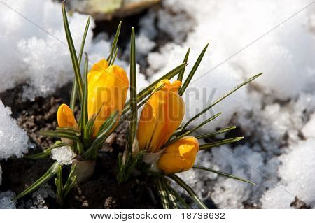 žlutá crocus kosatcovité květ