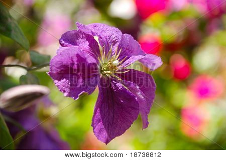 climatis ดอกไม้ฤดูร้อนไวโอเลท